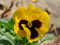 05351 - Pansy   Each New Day A Miracle  [  Understanding the Bible   |   Poetry   |   Story  ]- by Pete Rhebergen
